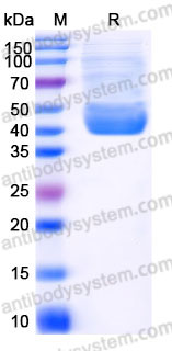AHD17204, SDS-PAGE