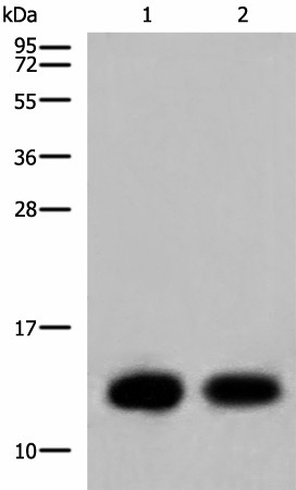 Валидация Elabscience E-AB-19781