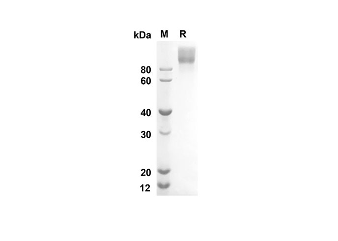 Валидация Elabscience PDMH100267(890)