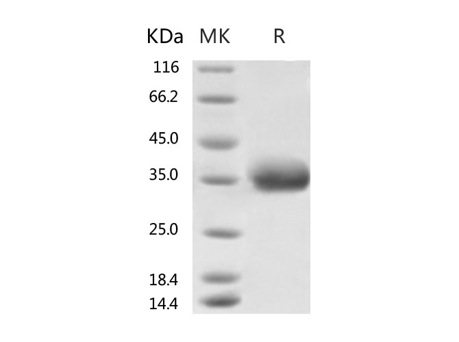 Валидация Elabscience PKSR030520(5834)