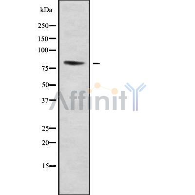 Валидация Affinity DF9249 - 21677