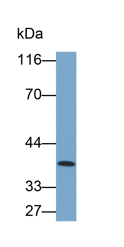 33496
