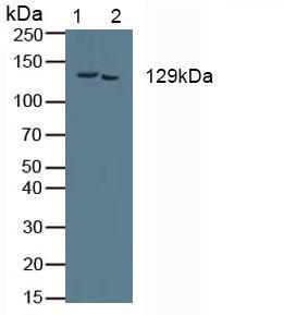 5342