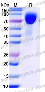 AHC83401, SDS-PAGE