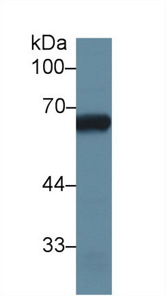 13028