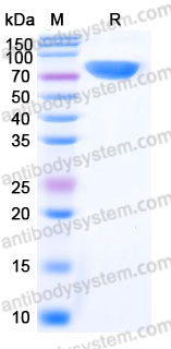 EHE38001, SDS-PAGE