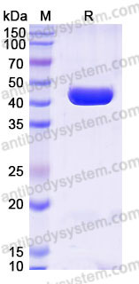 YHB33403, SDS-PAGE