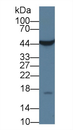 60978