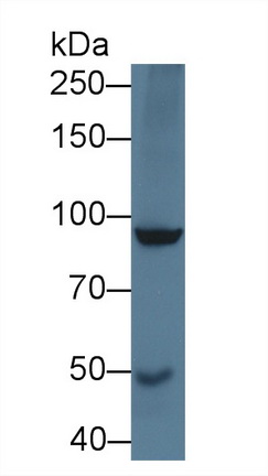 12400