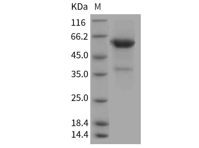 Валидация Elabscience PKSR030166(5532)