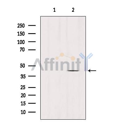 Валидация Affinity DF2748 - 13481