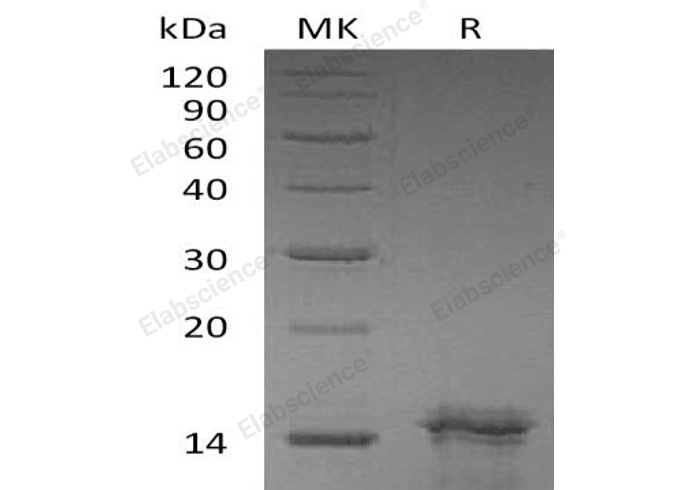 Валидация Elabscience PKSH032640(3079)