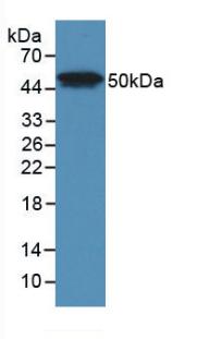 39901