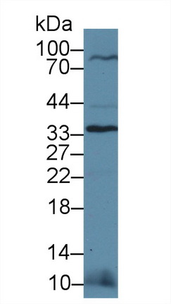 14031