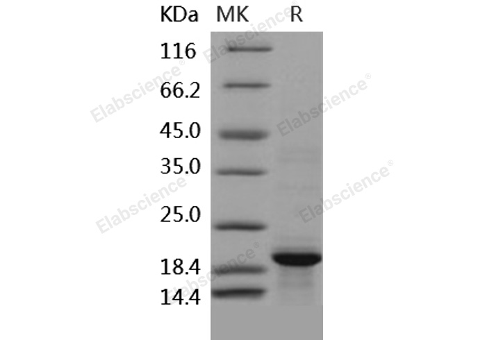 Валидация Elabscience PKSH031909(2524)