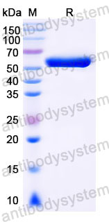 Валидация SDS-PAGE - AntibodySystem RMK32401