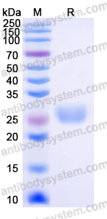 EHD42701, SDS-PAGE