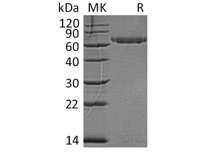 Валидация Elabscience PKSH033596(3889)