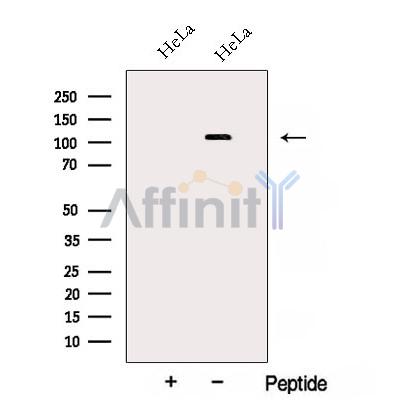 Валидация Affinity DF12825 - 7538