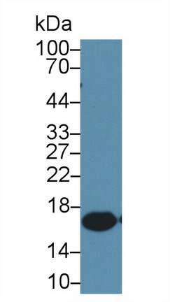 10494