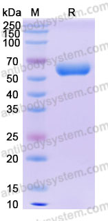 AHH37201, SDS-PAGE