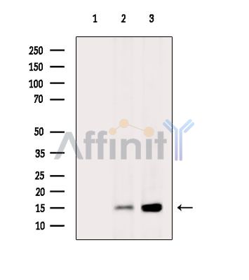 Валидация Affinity DF15356 - 11660