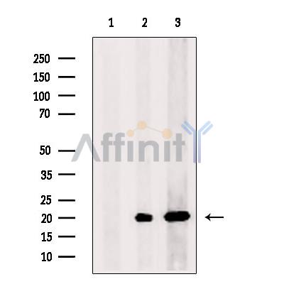 Валидация Affinity DF8936 - 21089