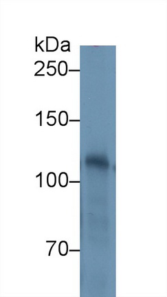13217