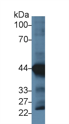 10707