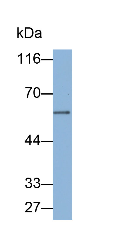 32866