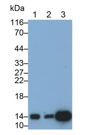 26867