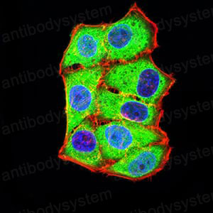 Валидация IF - AntibodySystem RHA43901