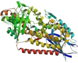 Arachidonate-15-Lipoxygenase, Type B (ALOX15B)