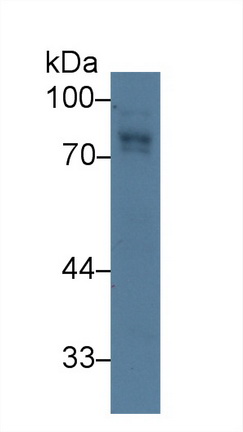 9475
