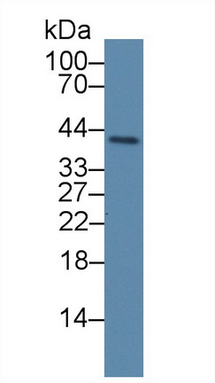8868