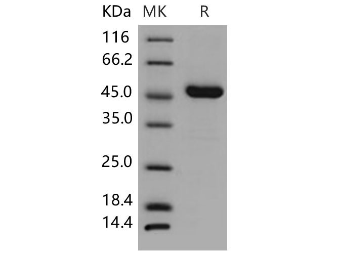 Валидация Elabscience PKSM040654(4637)