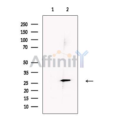 Валидация Affinity DF13338 - 8528