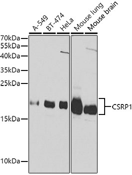 Валидация Elabscience E-AB-60169