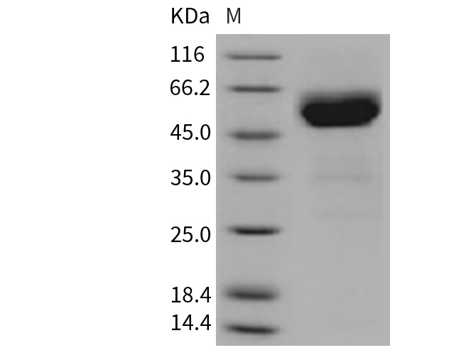 Валидация Elabscience PKSM040695(4675)