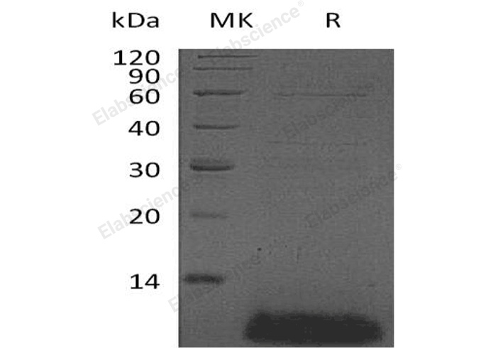 Валидация Elabscience PKSH033266(3604)