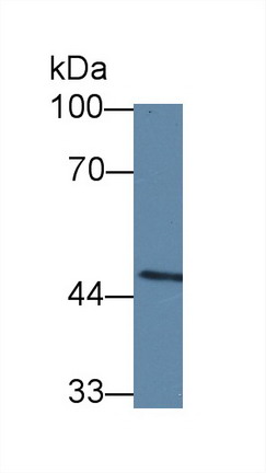 8558