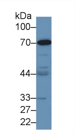 13079