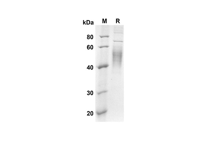 Валидация Elabscience PDMM100098(1068)