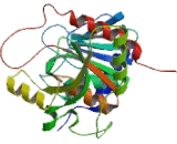 Nucleoside Phosphorylase (NP)