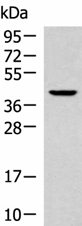 Валидация Elabscience E-AB-52129