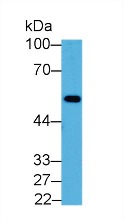 12894