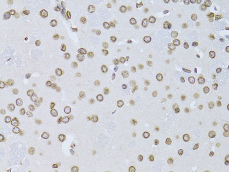 Валидация Elabscience E-AB-61994