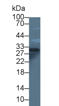 12546