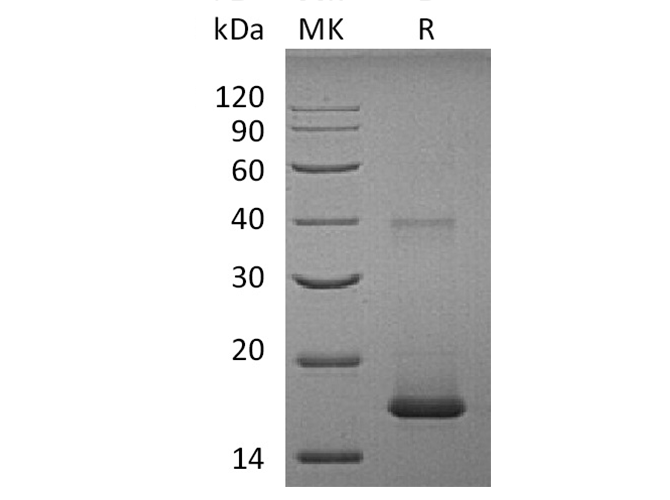 Валидация Elabscience PKSH033637(3923)