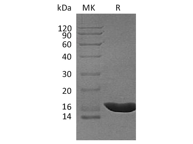 Валидация Elabscience PKSQ050092(5460)